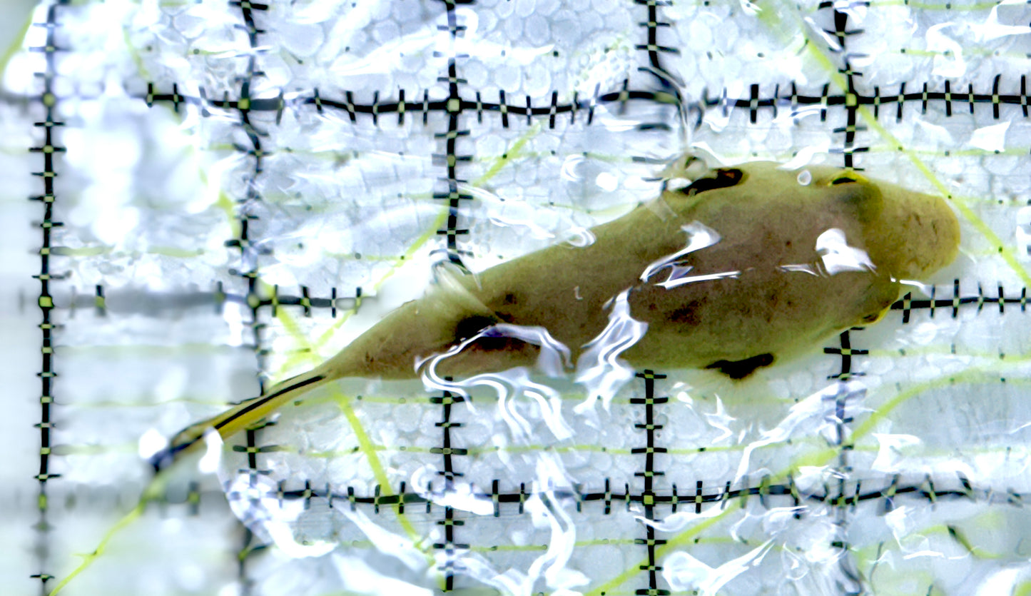 Manila Lined Pufferfish MLP060703 WYSIWYG Size: M  4" approx
