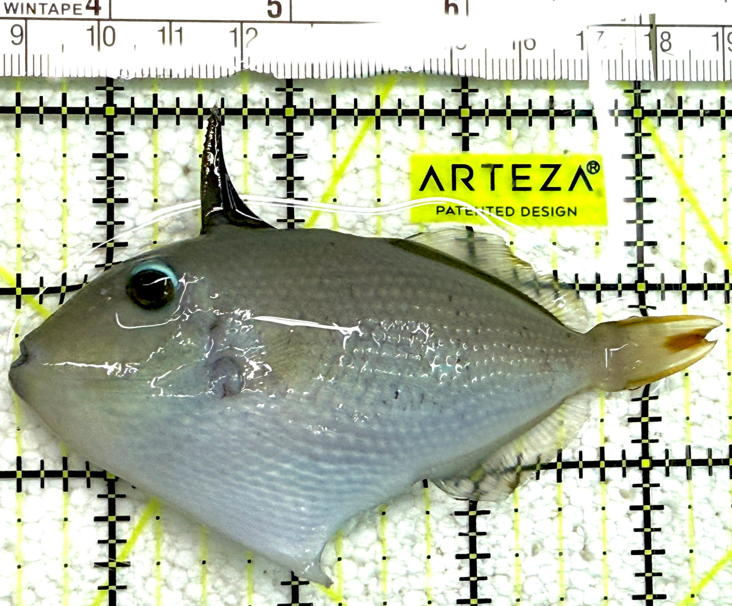 Female Blue Throat Triggerfish (Reefsafe) FBTT061201 WYSIWYG Size: M 4" approx
