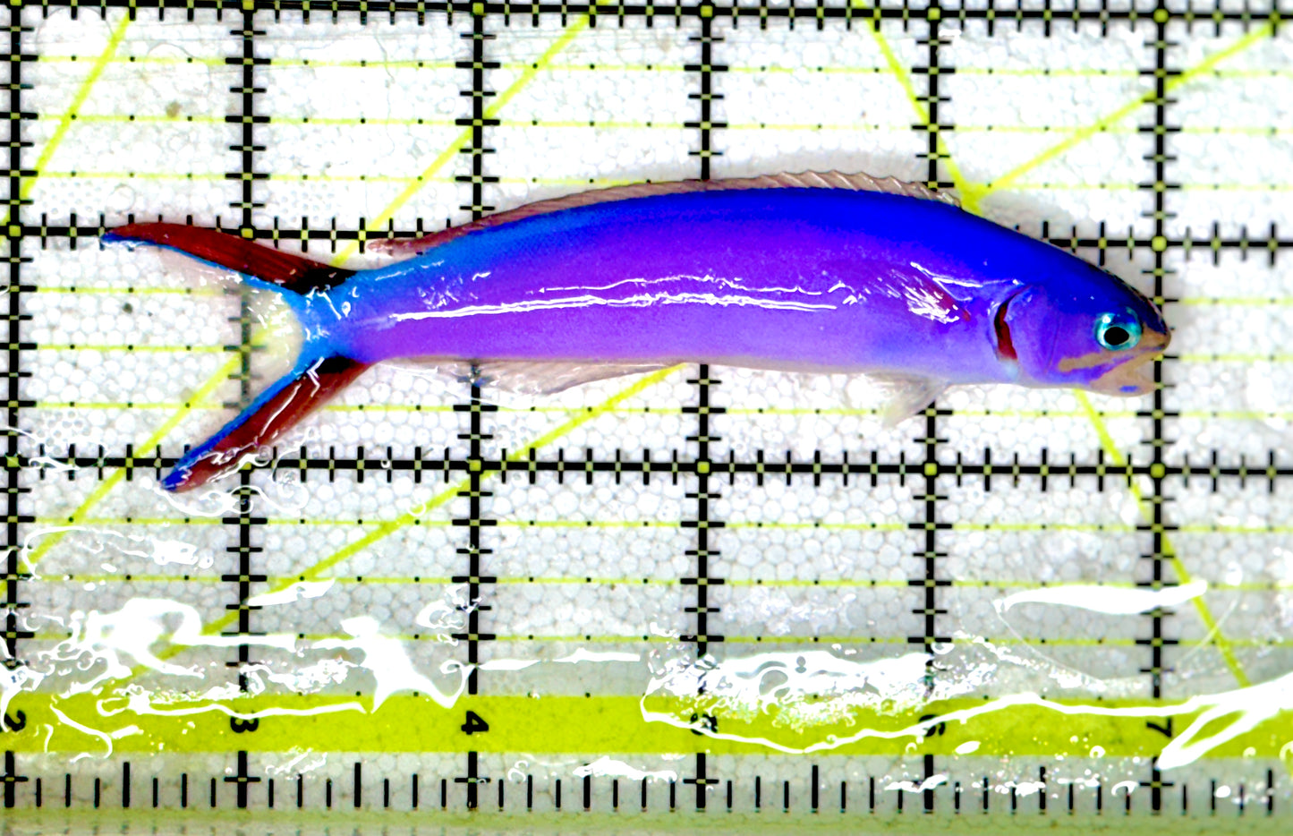 Purple Tilefish PT060601 WYSIWYG Size: XL 4.5"approx