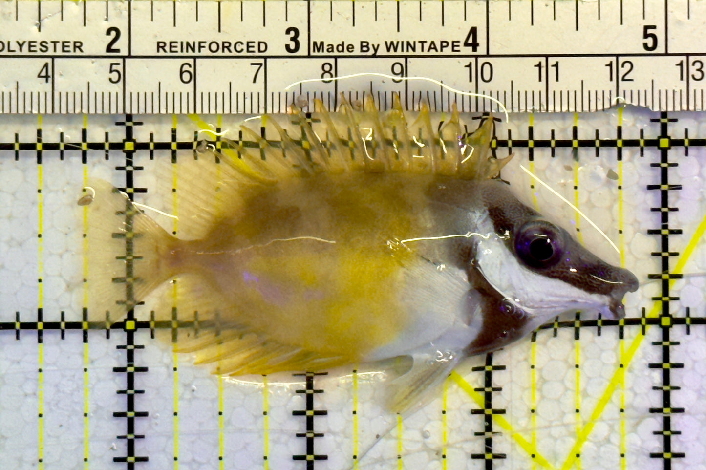 Onespot Foxface OSF051405 WYSIWYG Size: M 3"