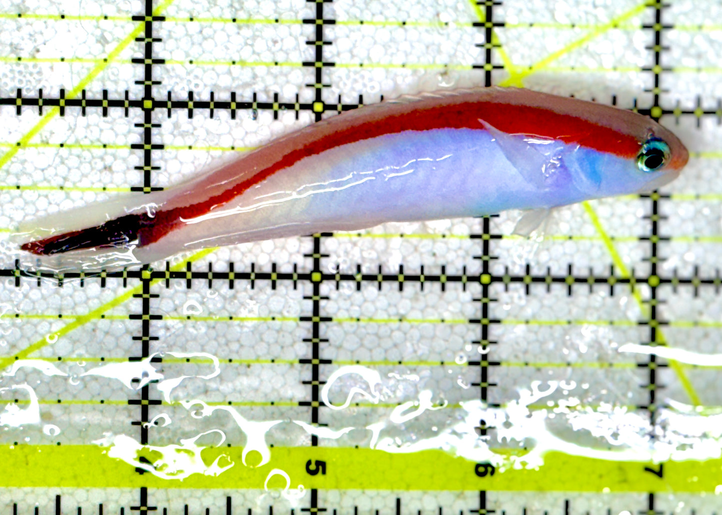 Marcosi Skunk Tilefish MST060601 WYSIWYG Size: XL  5" approx