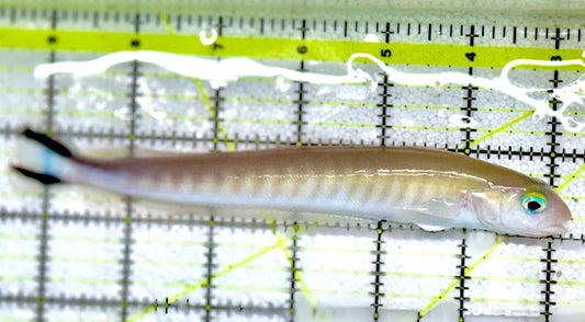 Rare Flagtail Blanquillo RFB060602 WYSIWYG Size: XXL 6.75"Approx