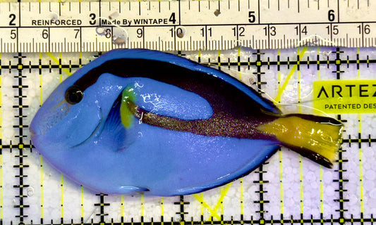 Blue Hippo Tang  BHT051504 WYSIWYG Size: M 4"