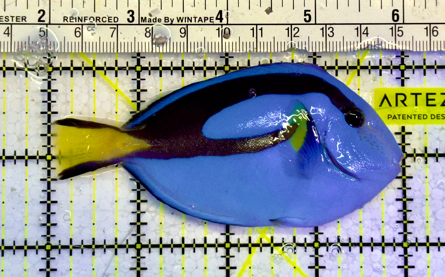 Blue Hippo Tang  BHT051504 WYSIWYG Size: M 4"
