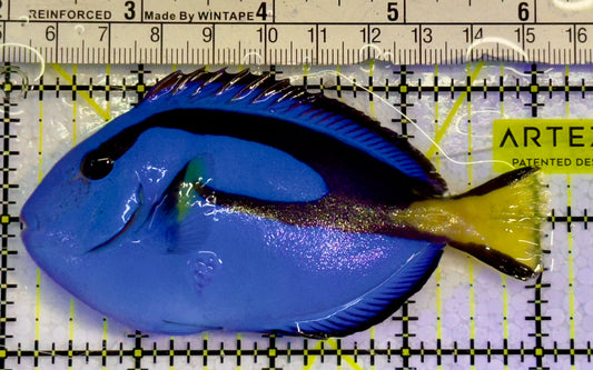 Blue Hippo Tang  BHT051505 WYSIWYG Size: M 4"