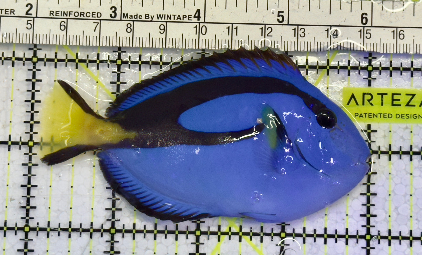 Blue Hippo Tang  BHT051505 WYSIWYG Size: M 4"