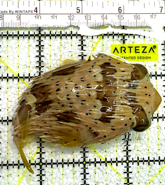 Hard Shell Porcupine Pufferfish HSPP061301 WYSIWYG Size: L 4.75" approx