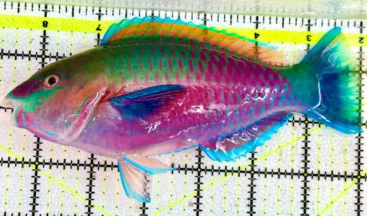 Princess Parrotfish PP060601 WYSIWYG Size: XXL 6.5"
