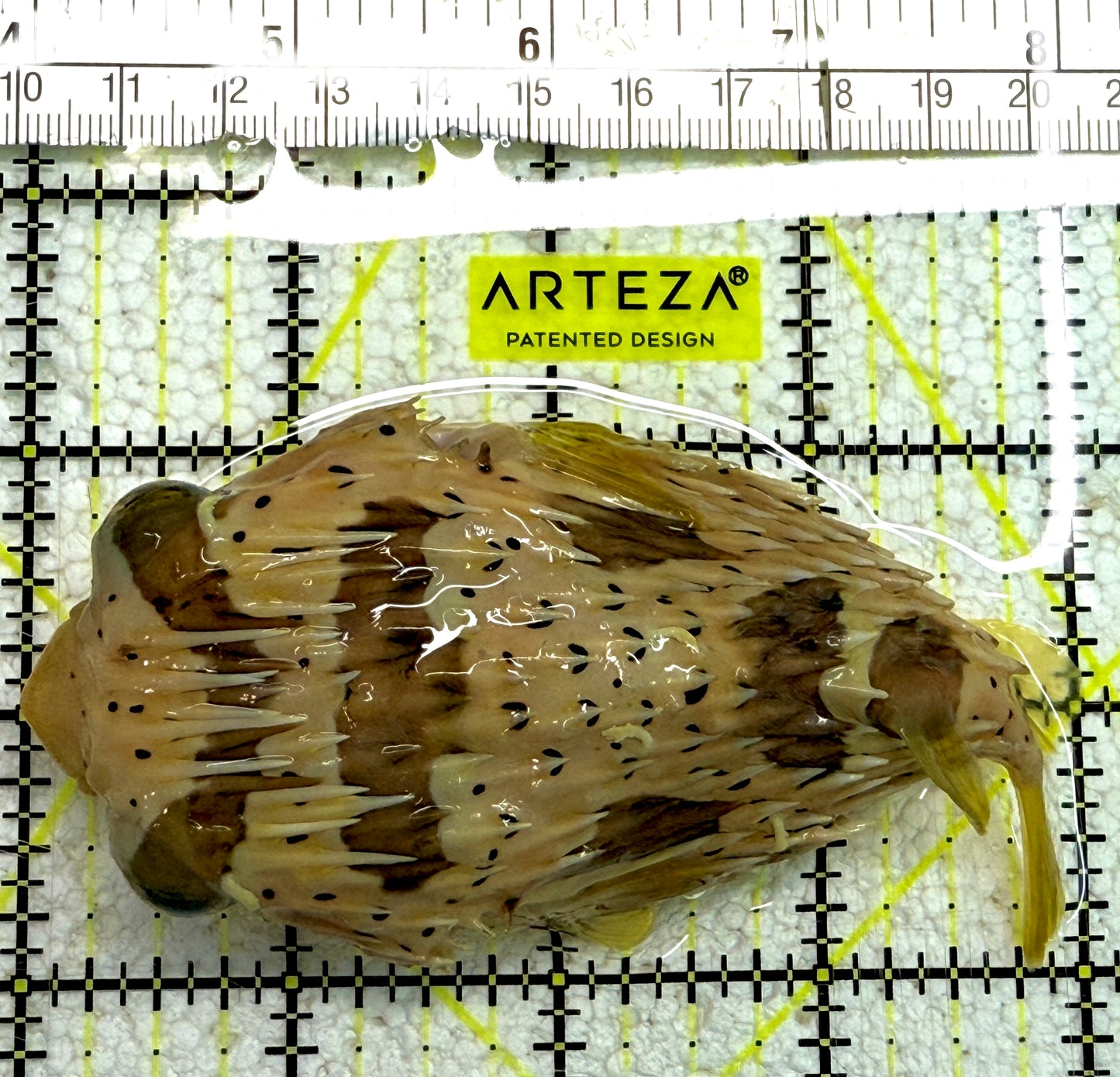 Hard Shell Porcupine Pufferfish HSPP061301 WYSIWYG Size: L 4.75" approx