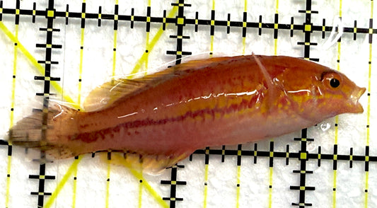 Pintail Fairy Wrasse PFW061301 WYSIWYG Size: XL 2.75" approx