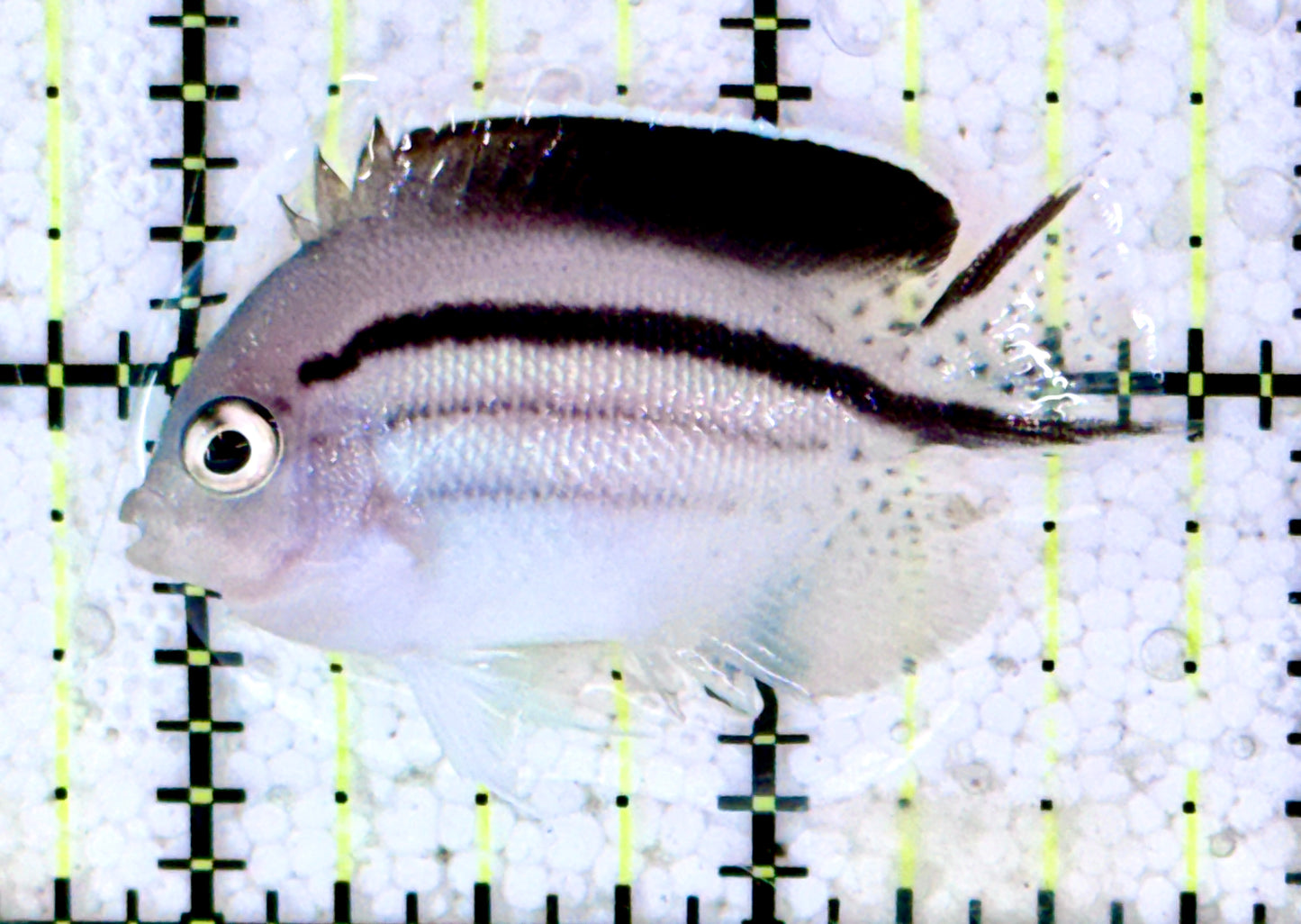Lamarck Angelfish Female LAF060602 WYSIWYG Size: S 1.75"