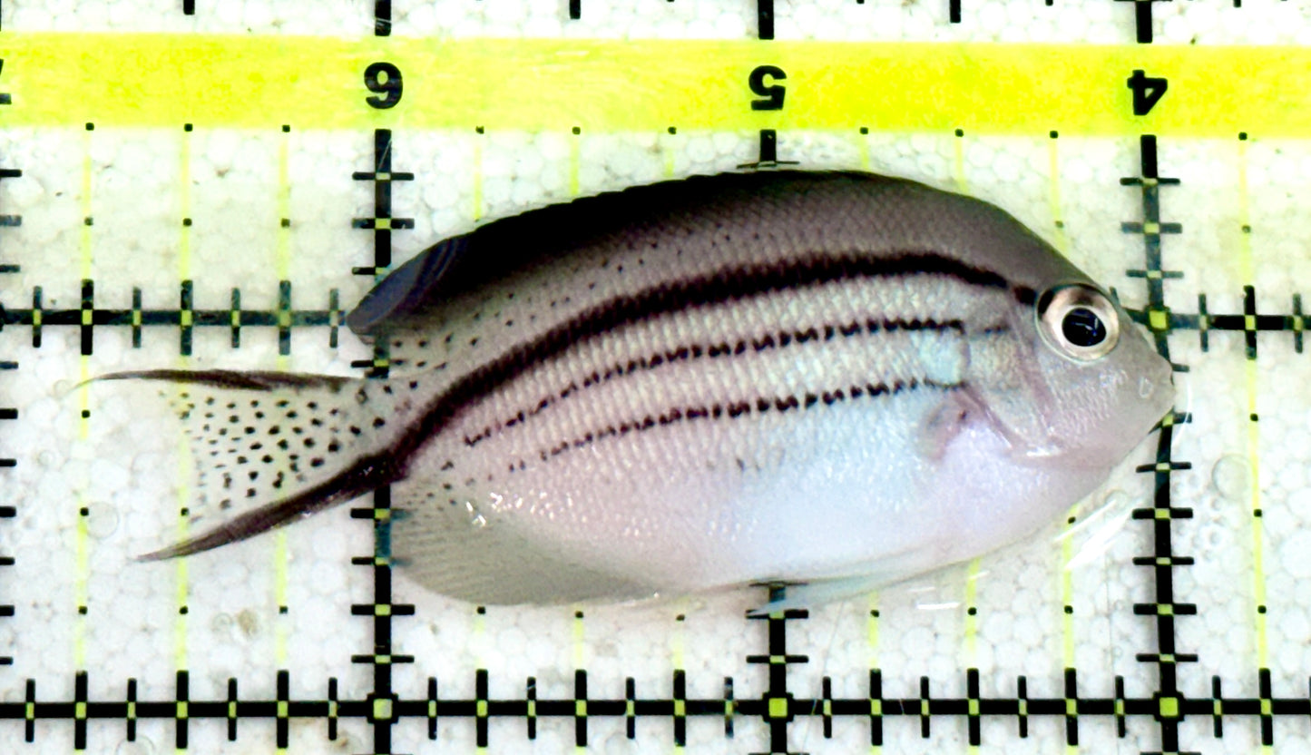 Lamarck Angelfish Female LAF060603 WYSIWYG Size: M 2.75"