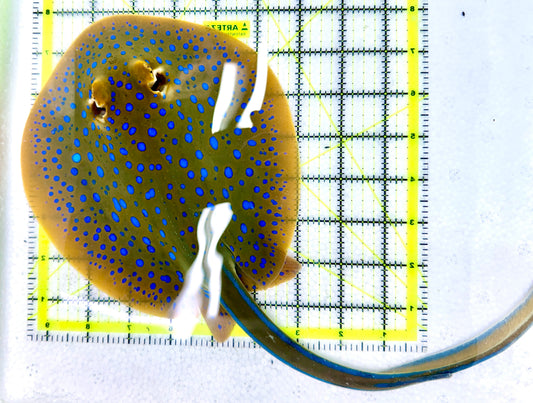 Blue Spotted Ribbon Tail Sting Ray (Circular Body Shape) BSRTSR060601 WYSIWYG Size: L 15" Head to Tail Tip