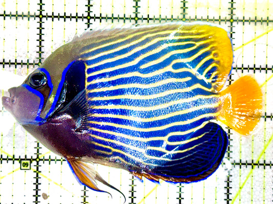 Emperor Angelfish Adult EAA060601 WYSIWYG Size: L 5.5"