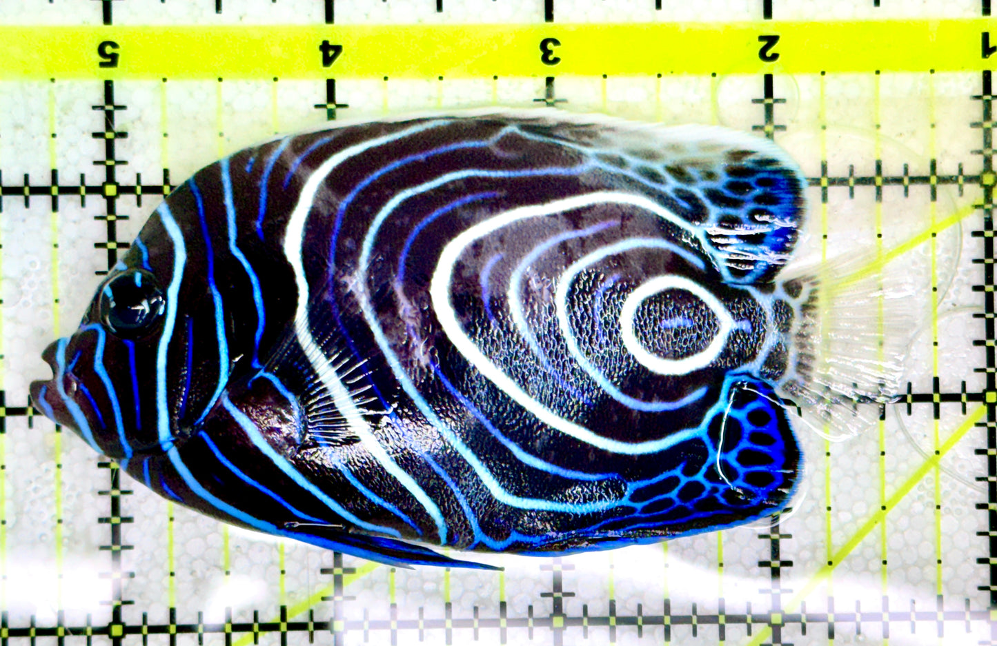 Emperor Angelfish Juvenile EAJ060601 WYSIWYG Size: L 4"