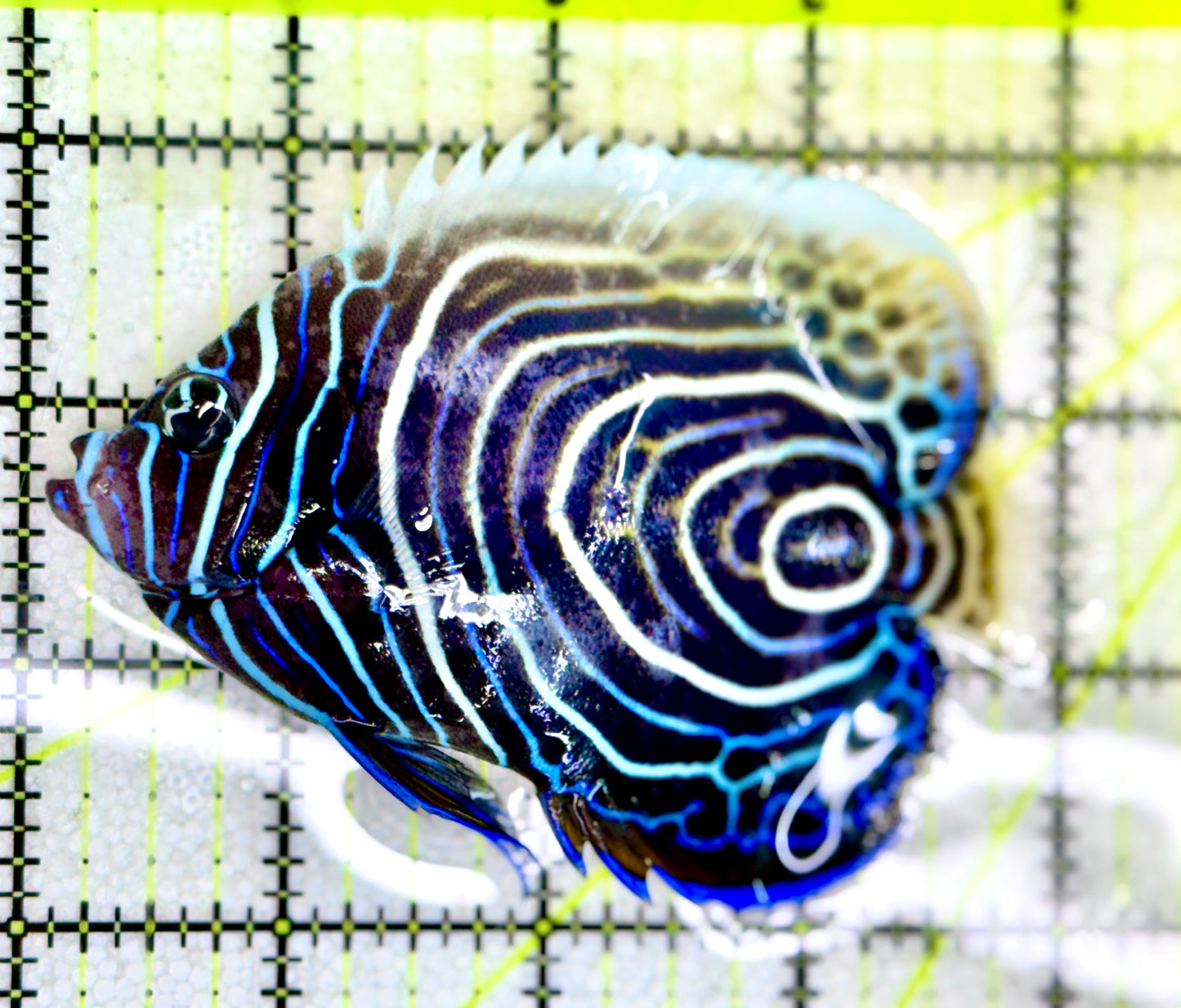 Emperor Angelfish Juvenile EAJ060603 WYSIWYG Size: L 4"