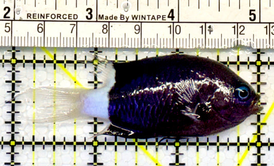 Bicolor Chromis BC051601 WYSIWYG Size: 3”