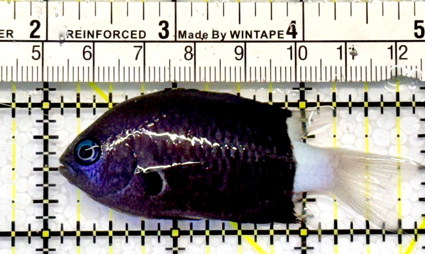 Bicolor Chromis BC051601 WYSIWYG Size: 3”