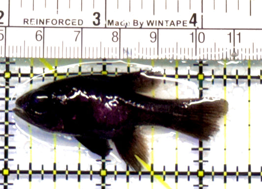 Jet Black Cardinal Fish JBC051602 WYSIWYG Size: S 2.25”