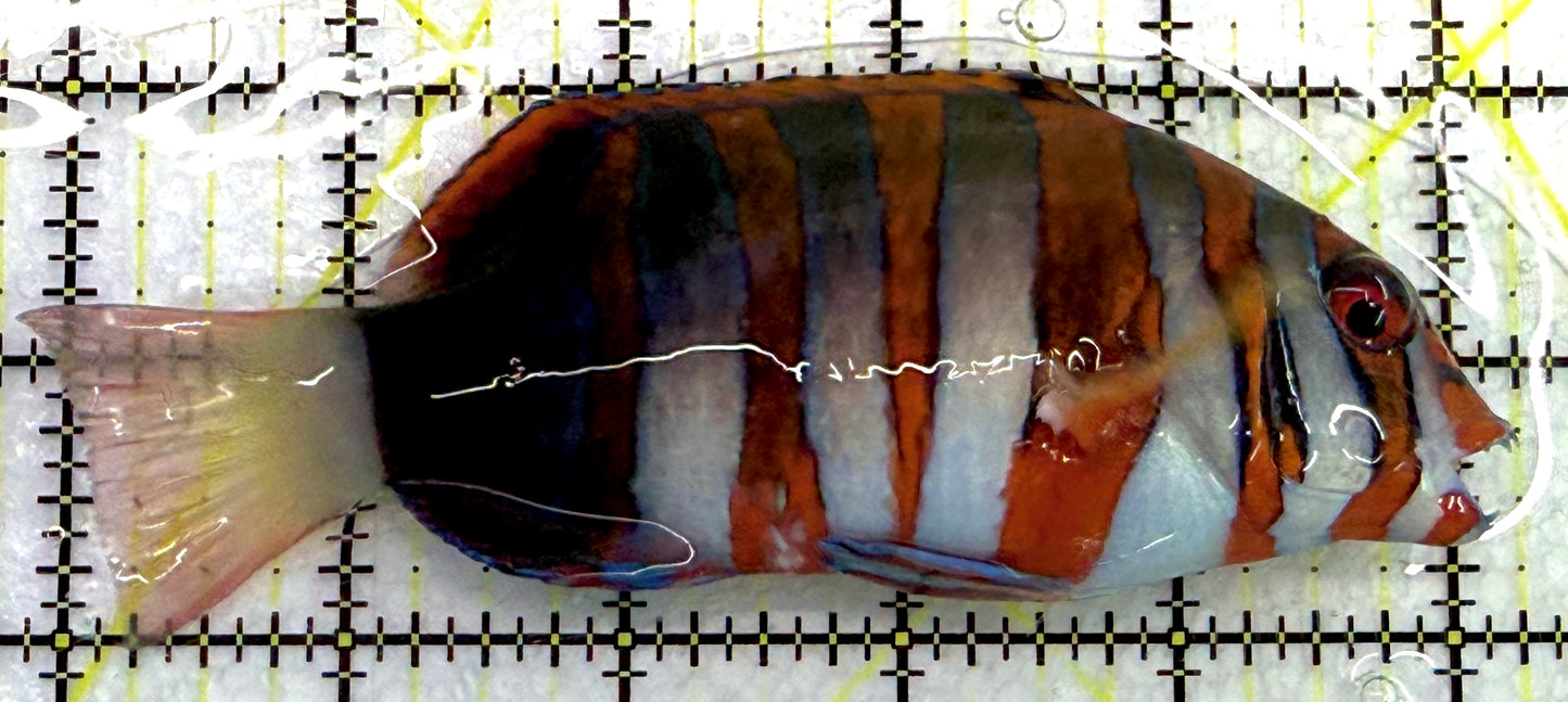 Harlequin Tuskfish HT061301 WYSIWYG Size: XL 5.25" approx