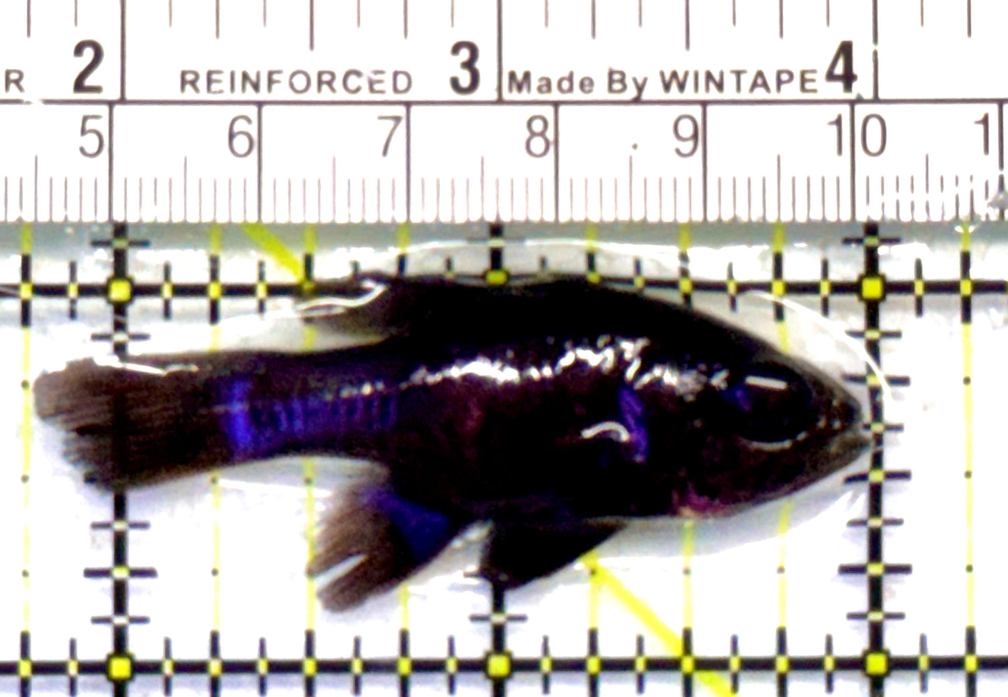 Jet Black Cardinal Fish JBC051602 WYSIWYG Size: S 2.25”