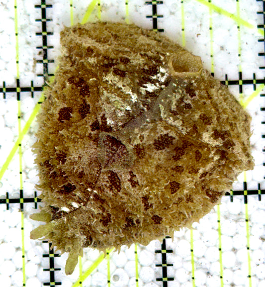 Sea Hare SH060602 WYSIWYG Size : M 2.25"