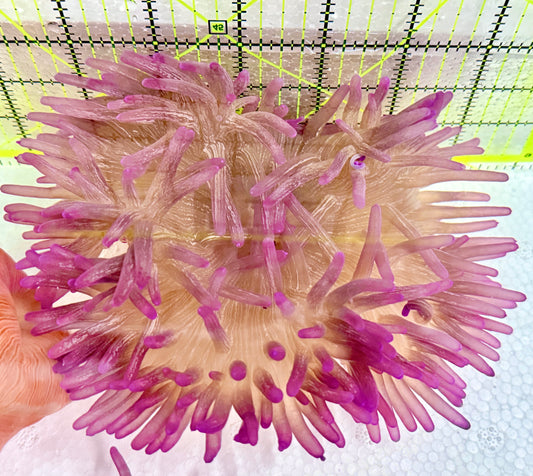 Purple Long Tentacle Anemone PLTA060601 WYSIWYG Size: L 6"