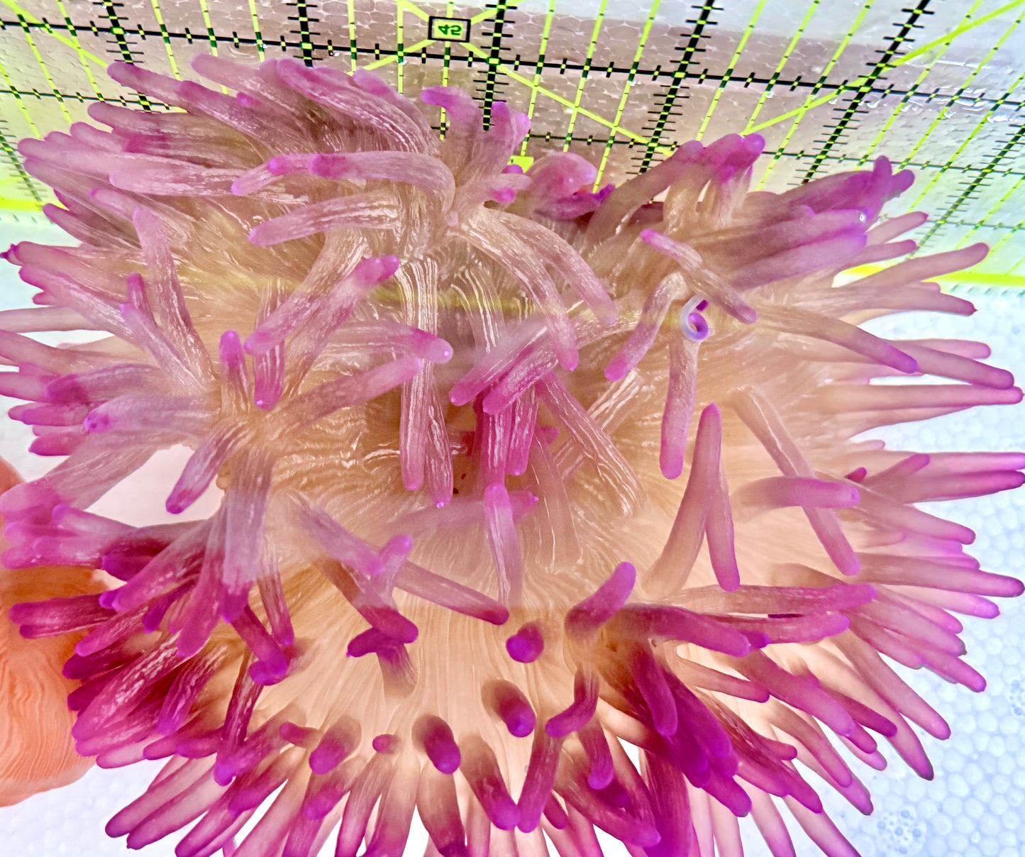 Purple Long Tentacle Anemone PLTA060601 WYSIWYG Size: L 6"