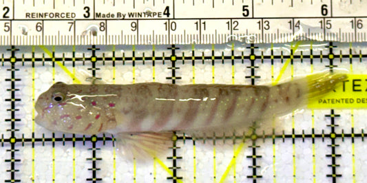 Pink Spotted Watchman Goby PSW051601 WYSIWYG Size: L 4"