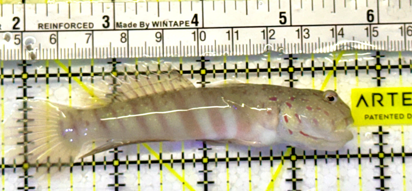 Pink Spotted Watchman Goby PSW051601 WYSIWYG Size: L 4"