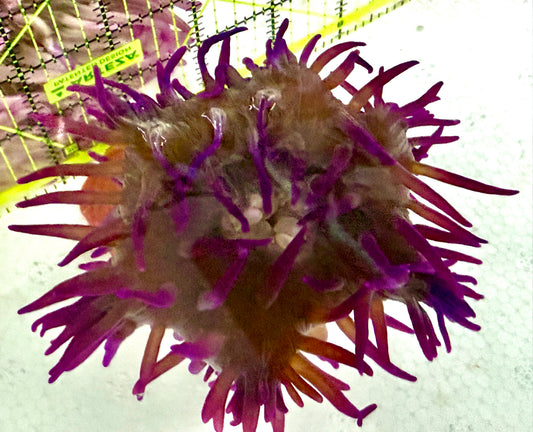 Purple Long Tentacle Anemone PLTA060604 WYSIWYG Size: M 4"