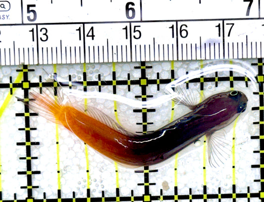 Bicolor Blenny BB032301 WSYIWYG Size: XL 2"