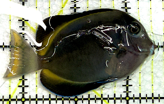 Hybrid Achilles HA061202 WYSIWYG Size: M 2.75" approx