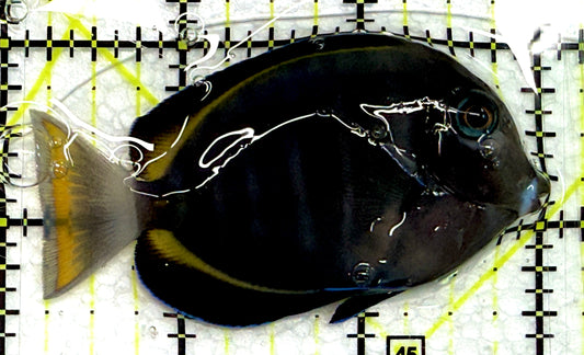 Hybrid Achilles HA061203 WYSIWYG Size: M 3" approx