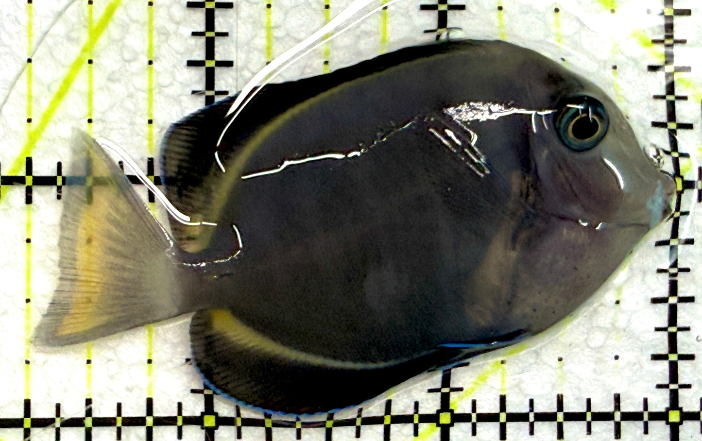 Hybrid Achilles HA061204 WYSIWYG Size: M 2.75" approx