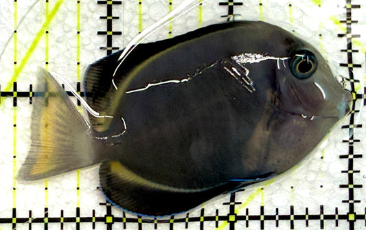 Hybrid Achilles HA061204 WYSIWYG Size: M 2.75" approx