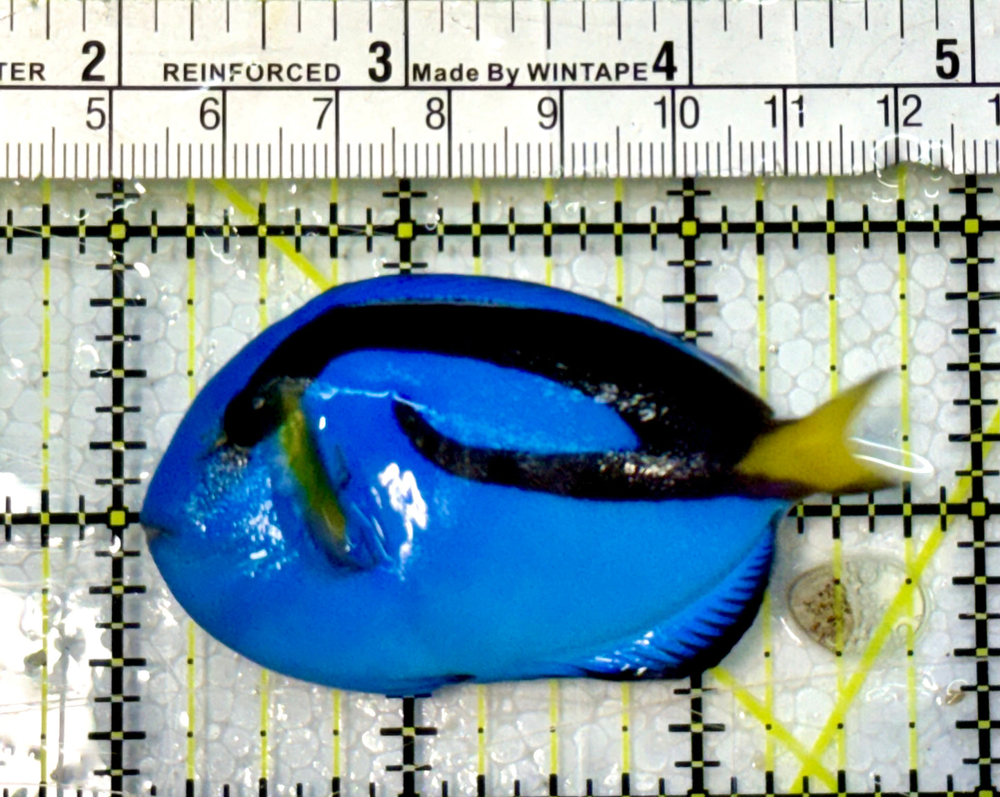 Blue Hippo Tang  BHT051506 WYSIWYG Size: M 3”