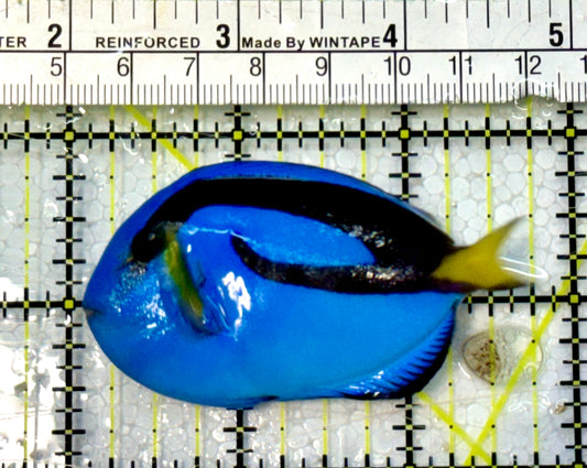 Blue Hippo Tang  BHT051506 WYSIWYG Size: M 3”