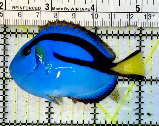 Blue Hippo Tang  BHT051507 WYSIWYG Size: M 3”