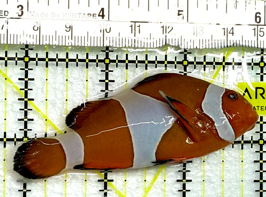 Ocellaris Clownfish OC061302 WYSIWYG Size: XL 3.25" approx