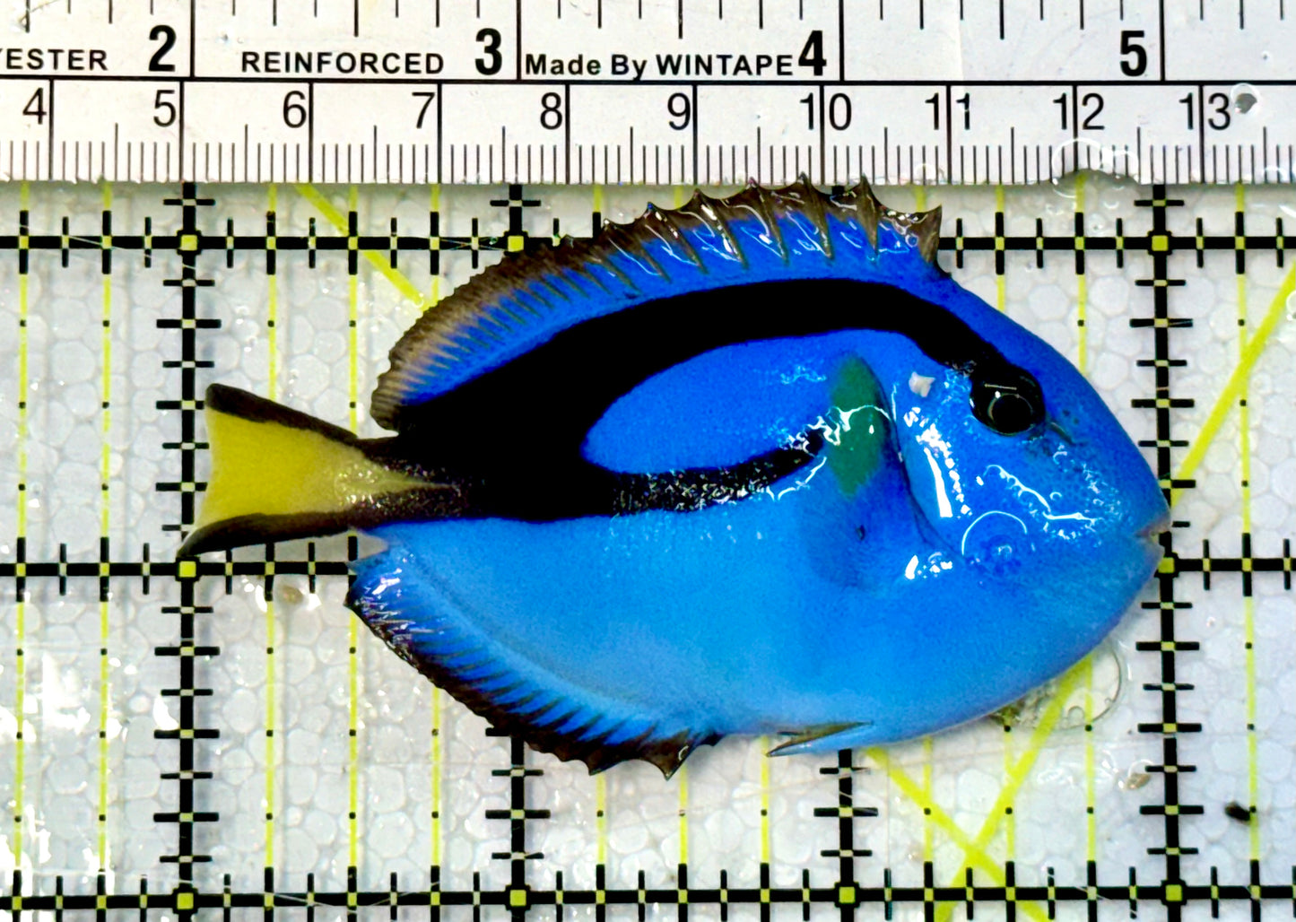 Blue Hippo Tang  BHT051507 WYSIWYG Size: M 3”
