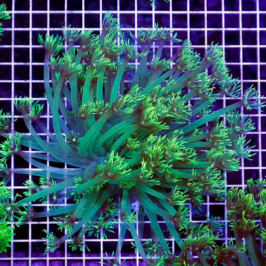 Ultra Neon Aussie Goniopora Mother Colony UNAGMC061003 WYSIWYG