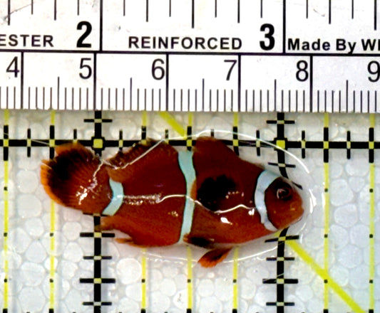 White Stripe Maroon Clownfish WSC051502 WYSIWYG Size: S 1.5”