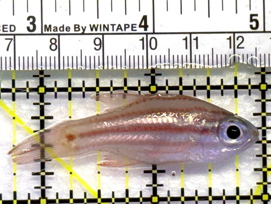 Yellow Striped Cardinal YSC061301 WYSIWYG Size: M 2.25" approx