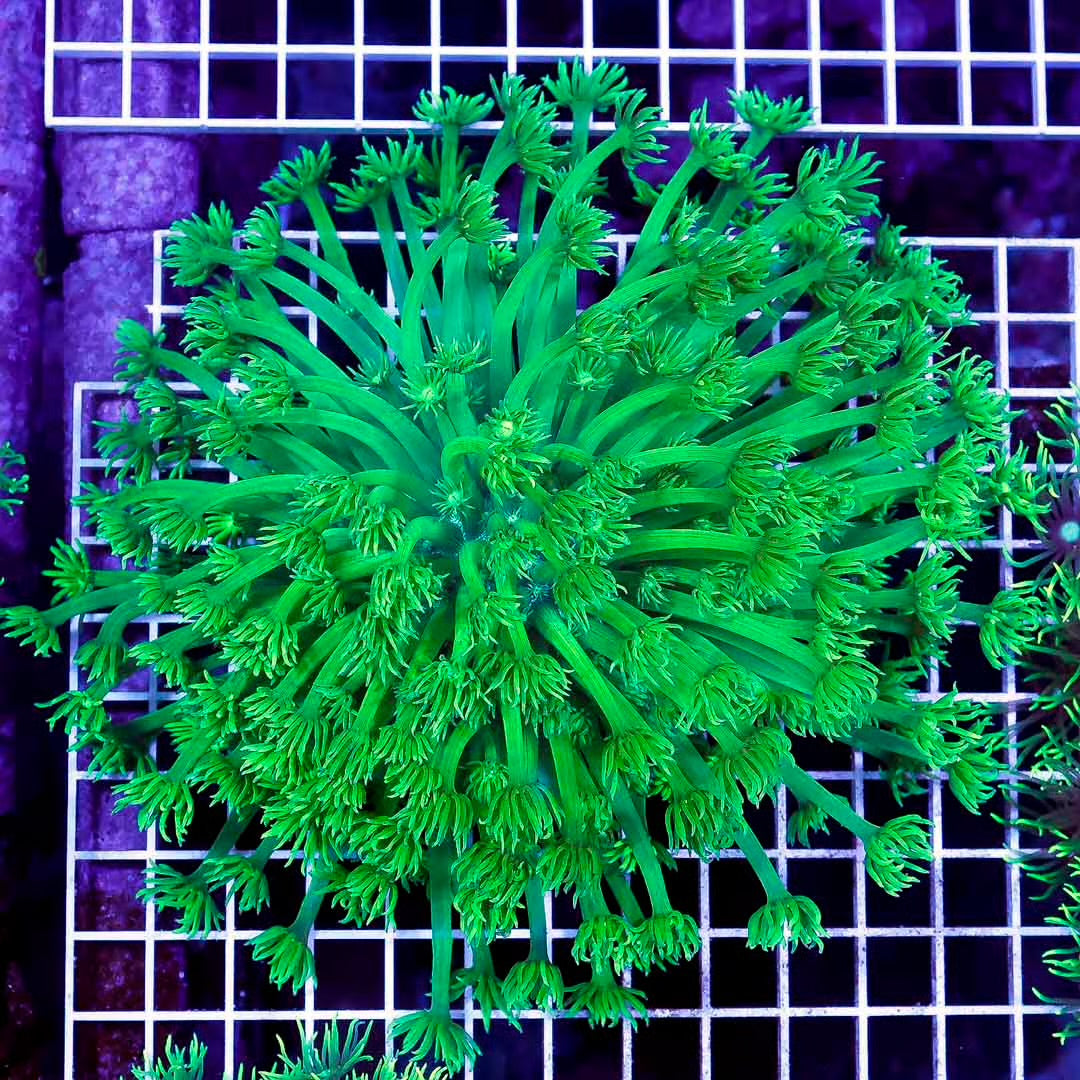 Ultra Neon Aussie Goniopora Mother Colony UNAGMC061004 WYSIWYG