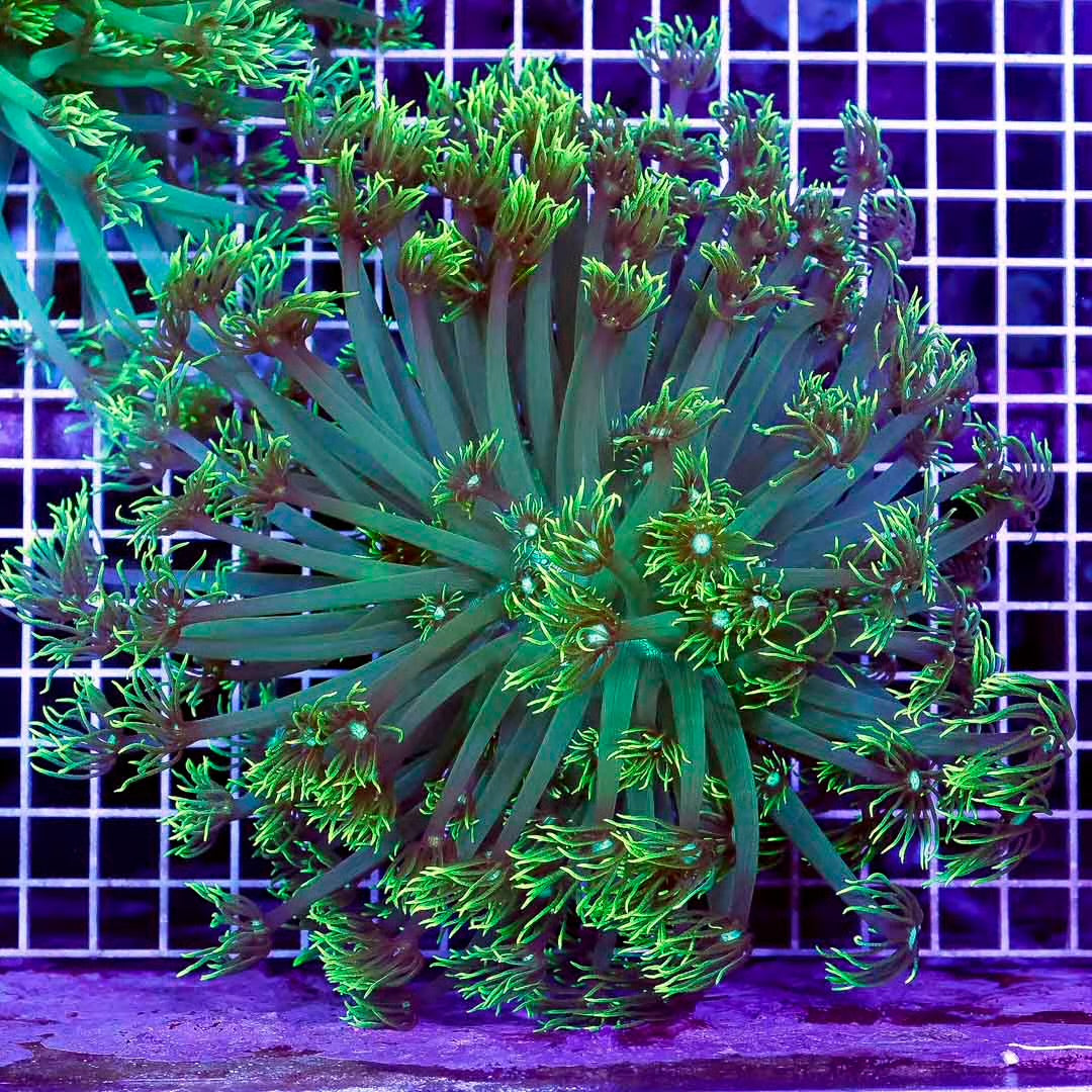 Ultra Neon Aussie Goniopora Mother Colony UNAGMC061005 WYSIWYG