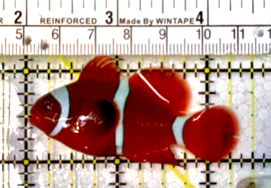 White Stripe Maroon Clownfish WSC051503 WYSIWYG Size: M 2.25”