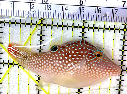 Pearl Toby Pufferfish PTP032201 WYSIWYG Size: M 2.75"