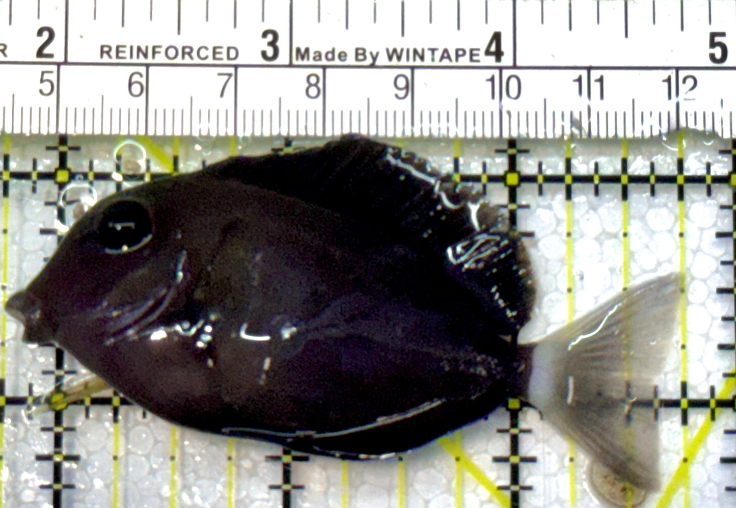 Yellow Fin Tang Fish YFT051602 WYSIWYG Size: S 3"