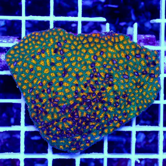 Ultra Aussie Cyphastrea Mother Colony UACMC061001 WYSIWYG